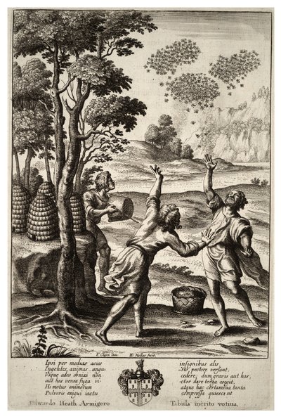 Swarming of Bees (State 1) by Wenceslaus Hollar